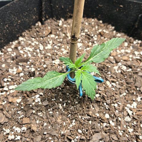 memberberries growlog timeline photo