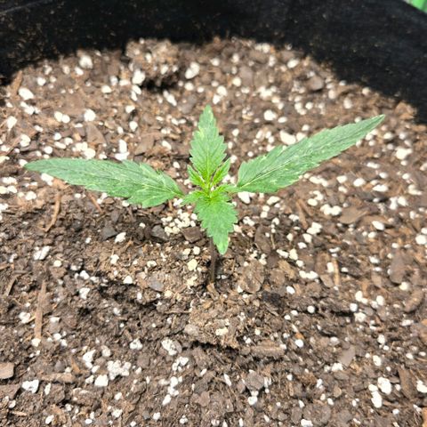 BRUCE BANNER growlog timeline photo