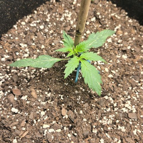 memberberries growlog timeline photo