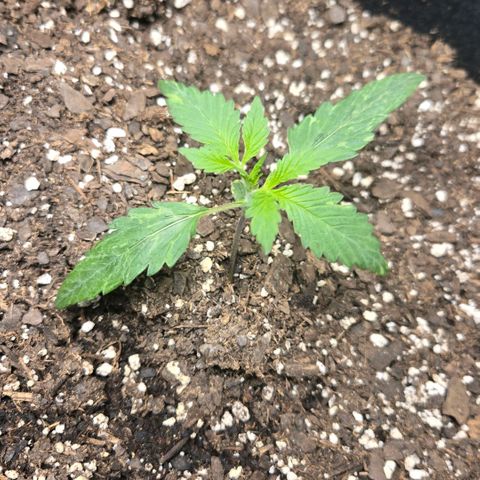 BRUCE BANNER growlog timeline photo
