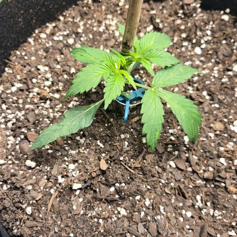 memberberries growlog timeline photo
