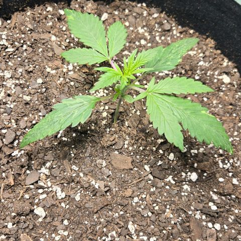 BRUCE BANNER growlog timeline photo
