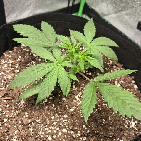 BRUCE BANNER growlog timeline photo
