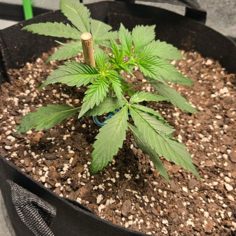 memberberries growlog timeline photo