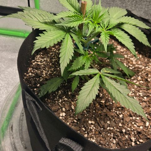 memberberries growlog timeline photo
