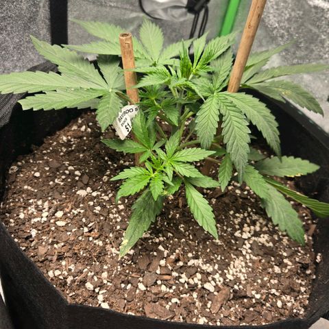 BRUCE BANNER growlog timeline photo