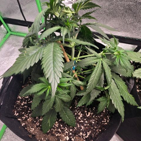 memberberries growlog timeline photo