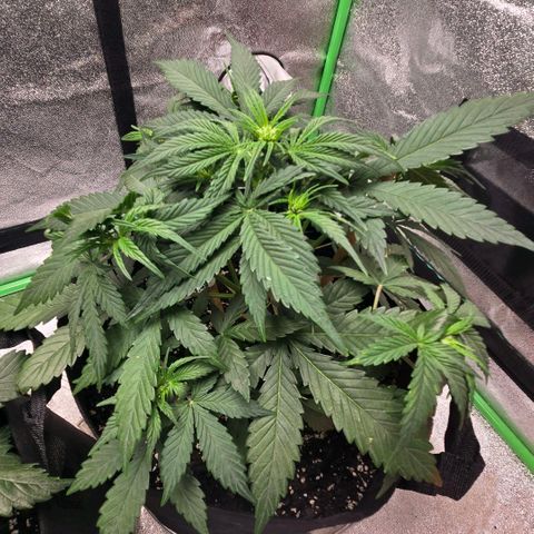 BRUCE BANNER growlog timeline photo