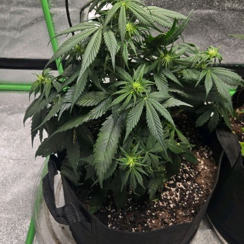 memberberries growlog timeline photo
