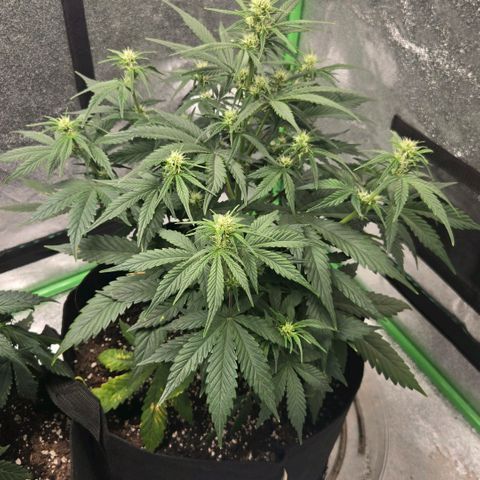 BRUCE BANNER growlog timeline photo