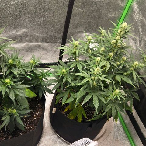 BRUCE BANNER growlog timeline photo