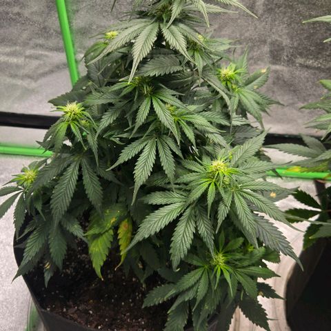 memberberries growlog timeline photo