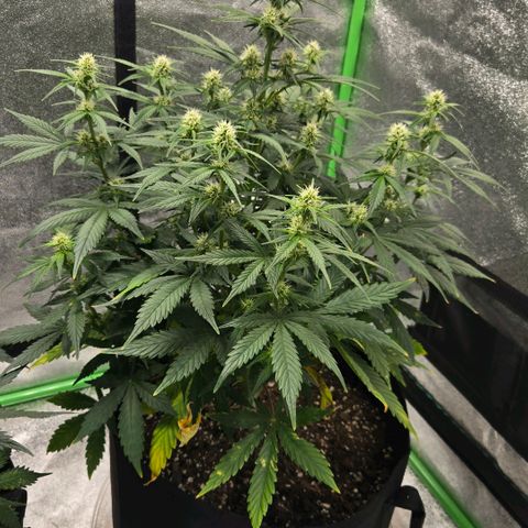 BRUCE BANNER growlog timeline photo