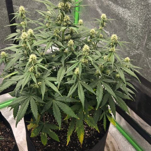 BRUCE BANNER growlog timeline photo