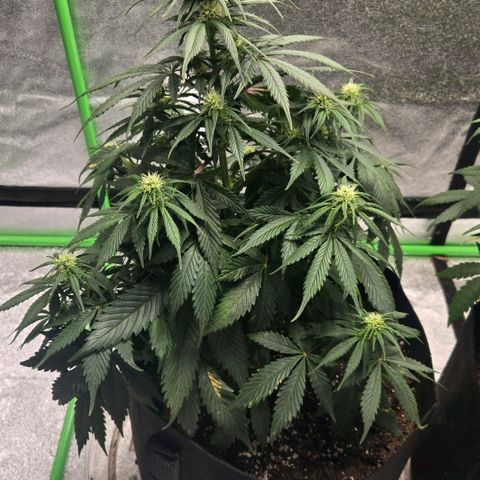 memberberries growlog timeline photo