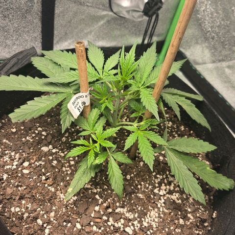 BRUCE BANNER growlog photo: Tried bamboo to push larger leaves aside to allow light to reach bud sites