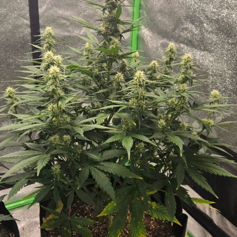 BRUCE BANNER growlog timeline photo