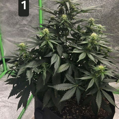 memberberries growlog timeline photo
