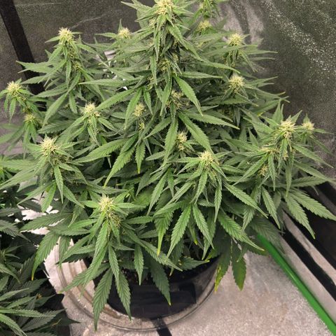 BRUCE BANNER growlog timeline photo