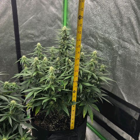 BRUCE BANNER growlog timeline photo