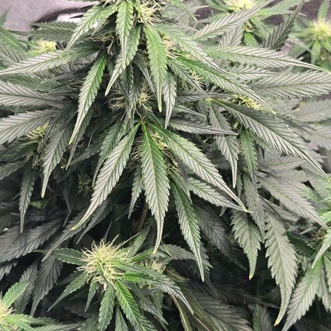 memberberries growlog timeline photo