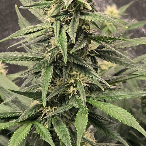 BRUCE BANNER growlog timeline photo
