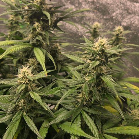 BRUCE BANNER growlog photo: Soil loooked soggy. Probably over watered yesterday 