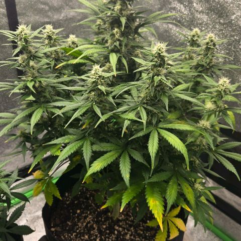 BRUCE BANNER growlog photo: Soil loooked soggy. Probably over watered yesterday 