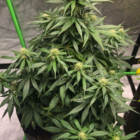 memberberries growlog timeline photo