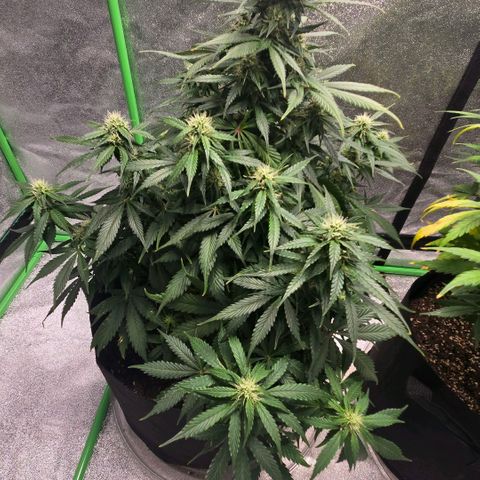 memberberries growlog timeline photo