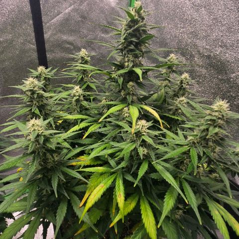 BRUCE BANNER growlog timeline photo
