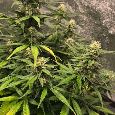 BRUCE BANNER growlog timeline photo