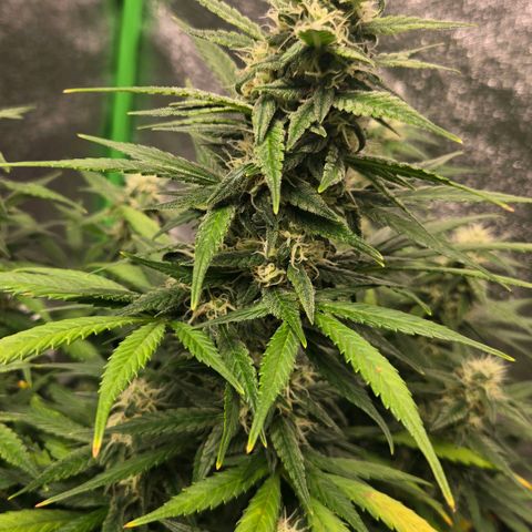 BRUCE BANNER growlog timeline photo