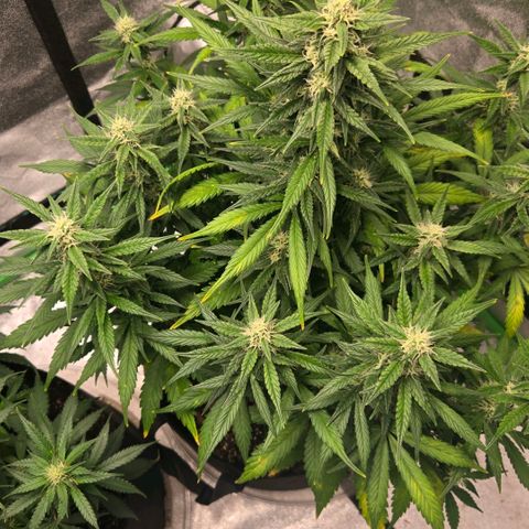 BRUCE BANNER growlog timeline photo