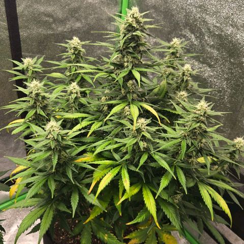 BRUCE BANNER growlog timeline photo