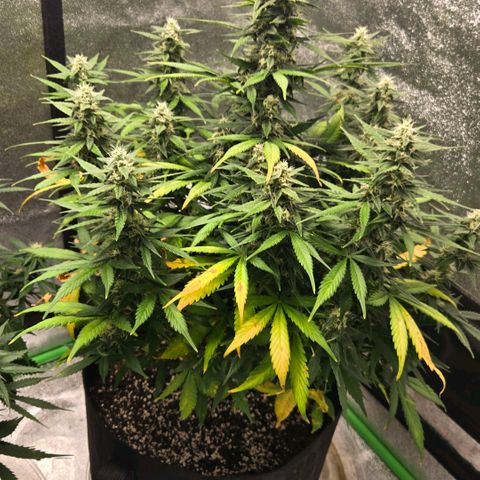 BRUCE BANNER growlog timeline photo