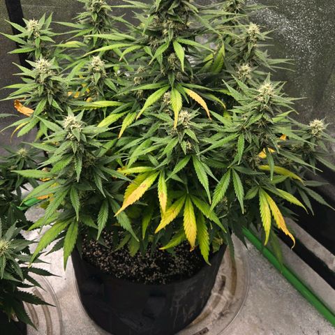 BRUCE BANNER growlog timeline photo