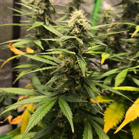 BRUCE BANNER growlog timeline photo