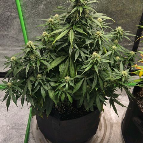 memberberries growlog timeline photo