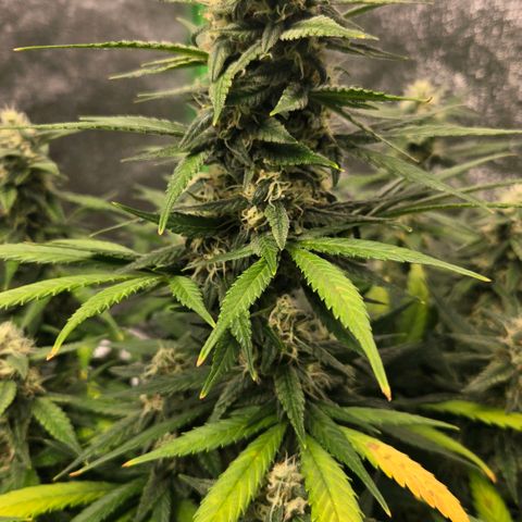 BRUCE BANNER growlog timeline photo