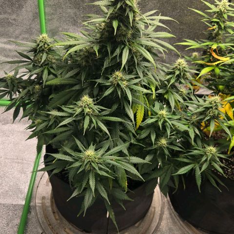 memberberries growlog timeline photo
