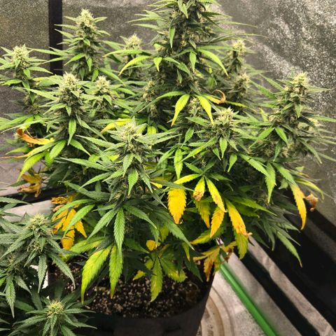 BRUCE BANNER growlog timeline photo