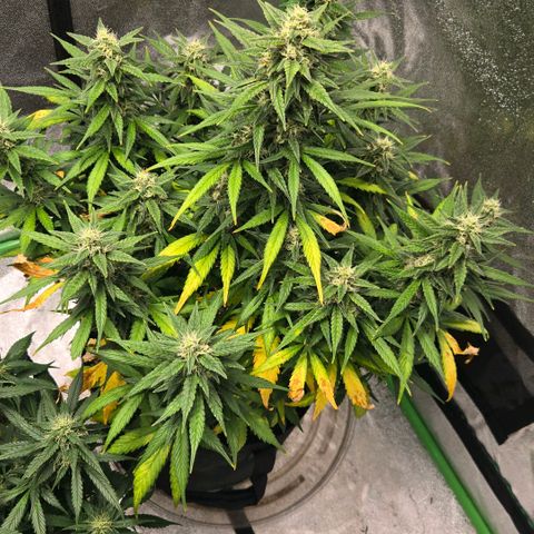 BRUCE BANNER growlog timeline photo