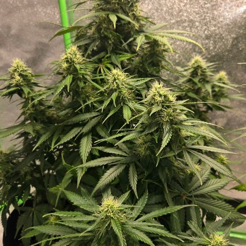 memberberries growlog timeline photo