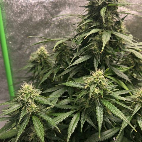 memberberries growlog timeline photo