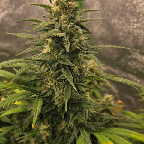 BRUCE BANNER growlog timeline photo