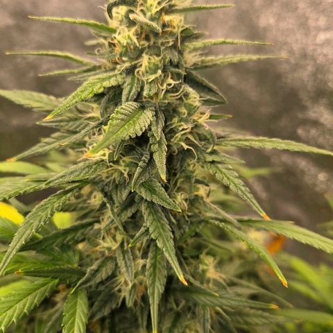 BRUCE BANNER growlog timeline photo