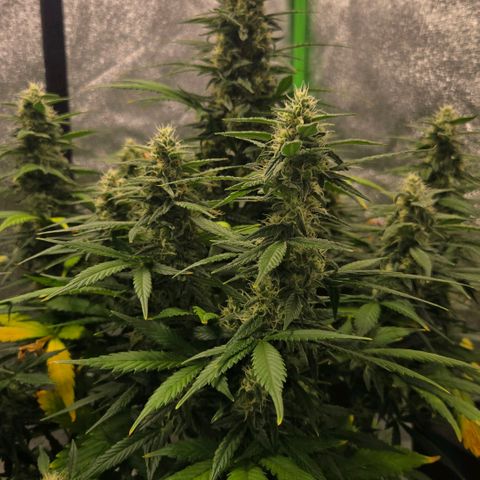 BRUCE BANNER growlog timeline photo