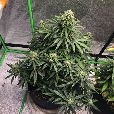 memberberries growlog timeline photo