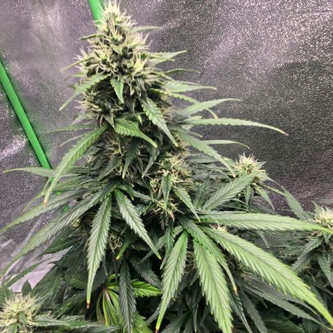 memberberries growlog timeline photo
